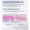 MEMBRANA COLAGEN SOFT OSSTEM 20X30  OCMS2030